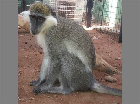 Fears over scores of zoo animals caught in Sudan crossfire